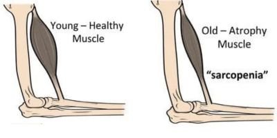YOUR QUICK GUIDE ON SARCOPENIA: THE 'SILENT ROBBER' OF MUSCLE 2 Orange And White Minimalist Email Signature 1